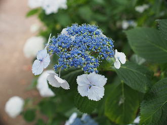 P6150156_thumb.png