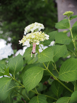 P6150175_thumb.png