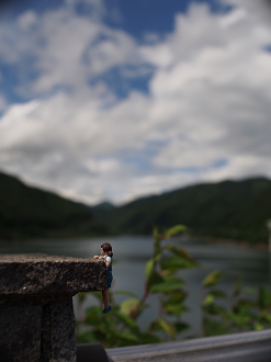 P6220345_thumb.png
