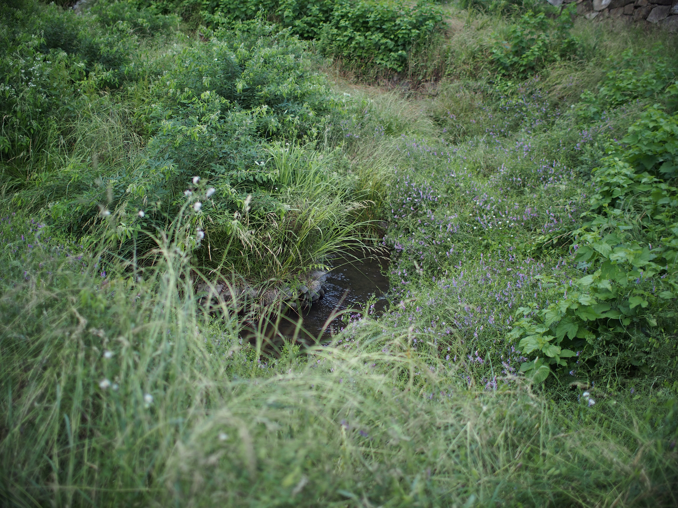 P6220421.jpg