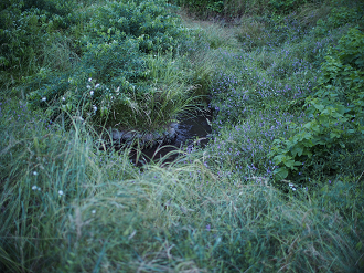 P6220434_thumb.png