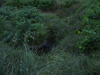 P6220450_thumb.png