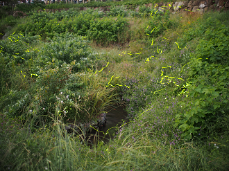 P6220463_thumb.png