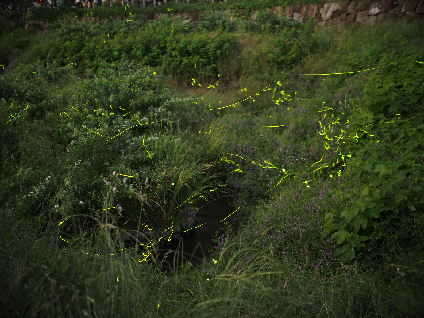 P6220464.jpg