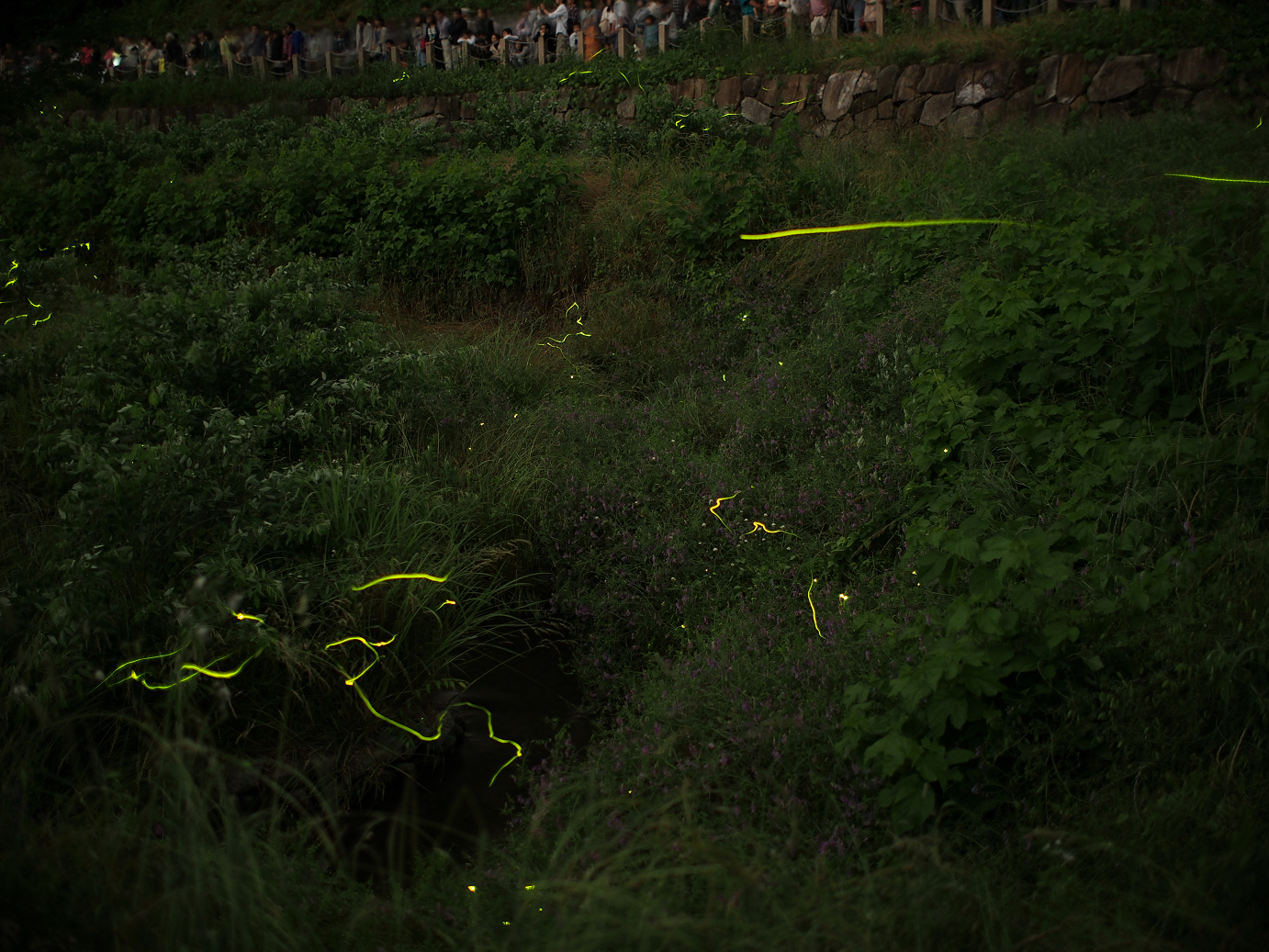 P6220475.jpg