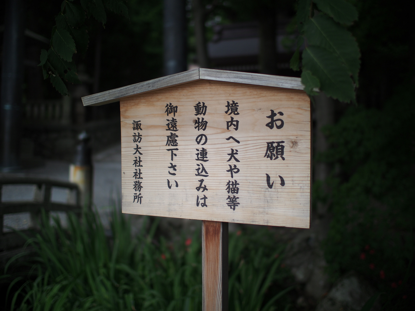P6230130.jpg