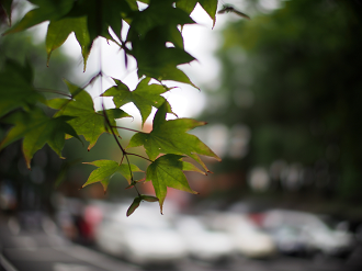 P6230184_thumb.png
