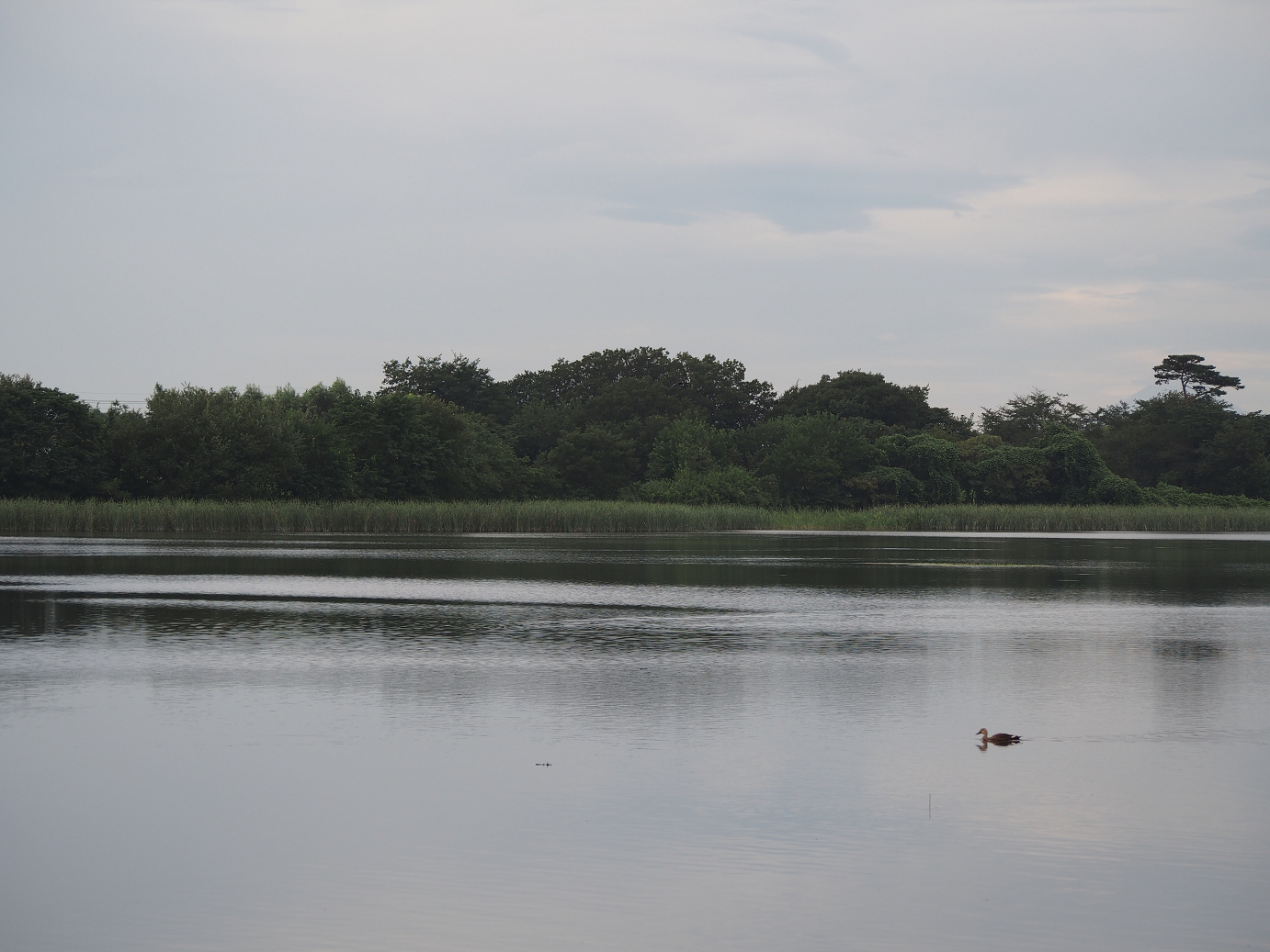 P8250015.jpg
