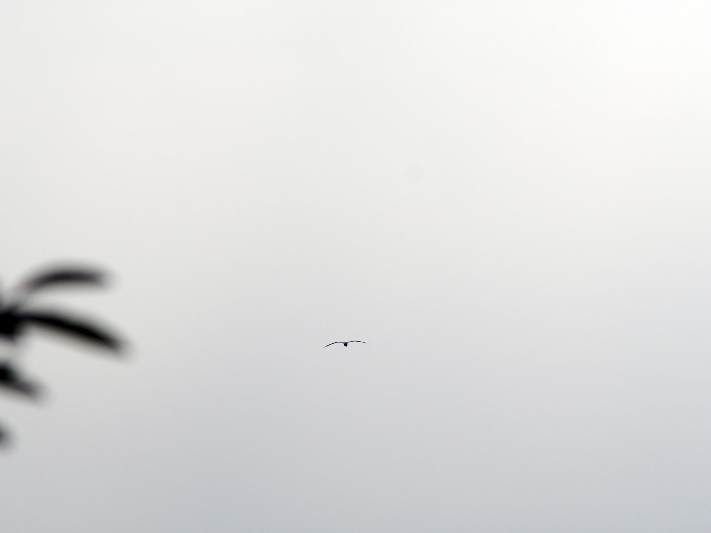 P8250053.jpg