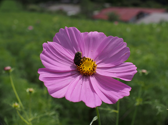 P91200080_thumb.png