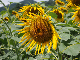 P91200124_thumb.png