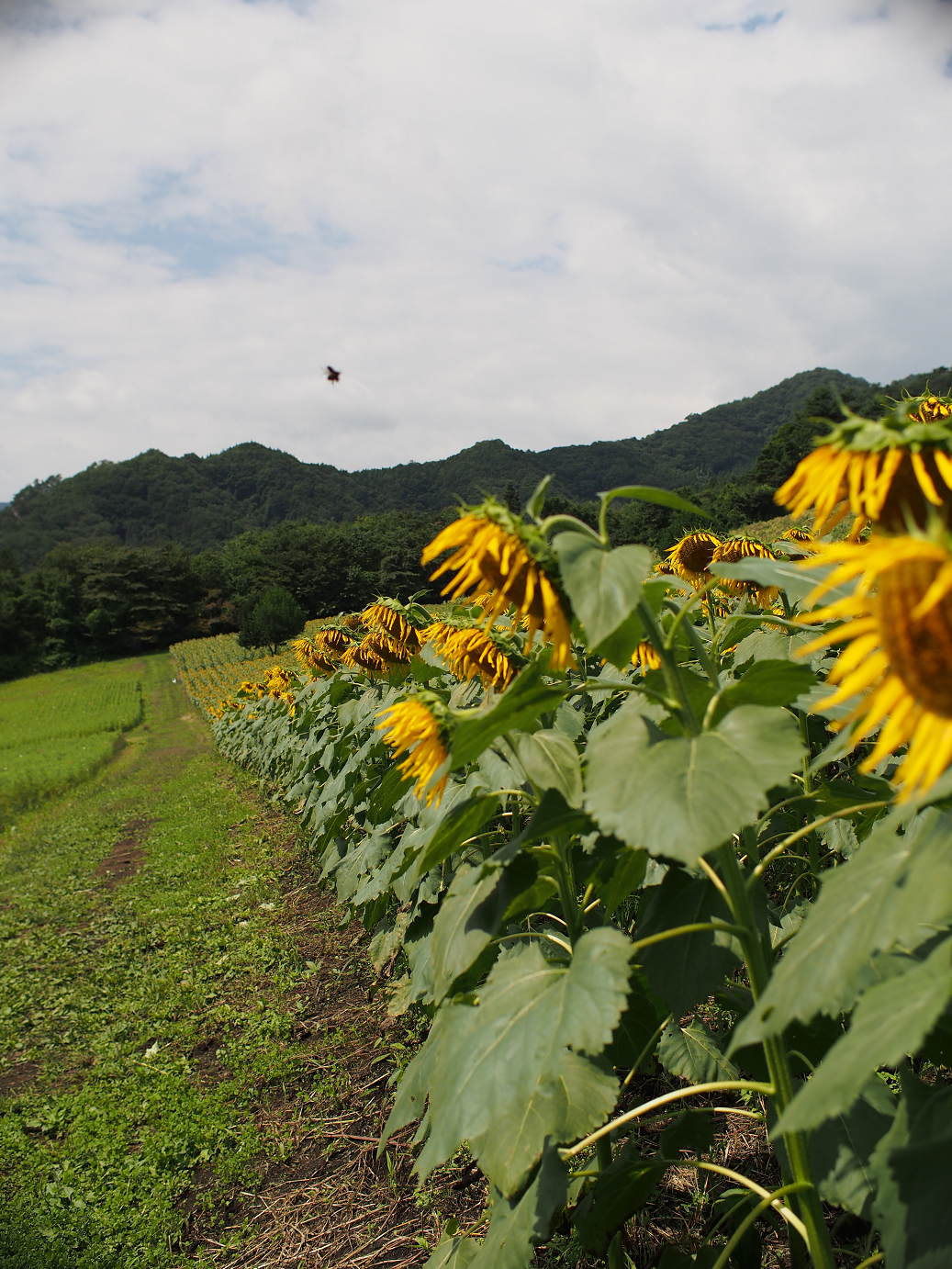 P91200138.jpg