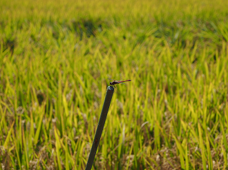P9290010_thumb.png