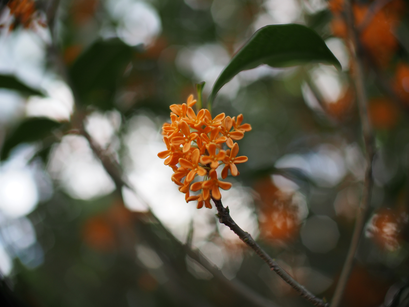 PA060277.jpg