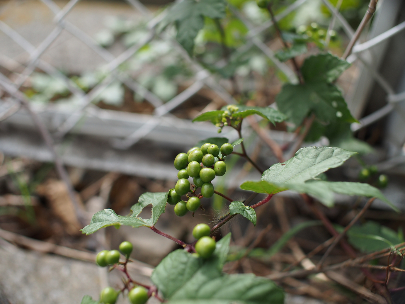 PA060298.jpg