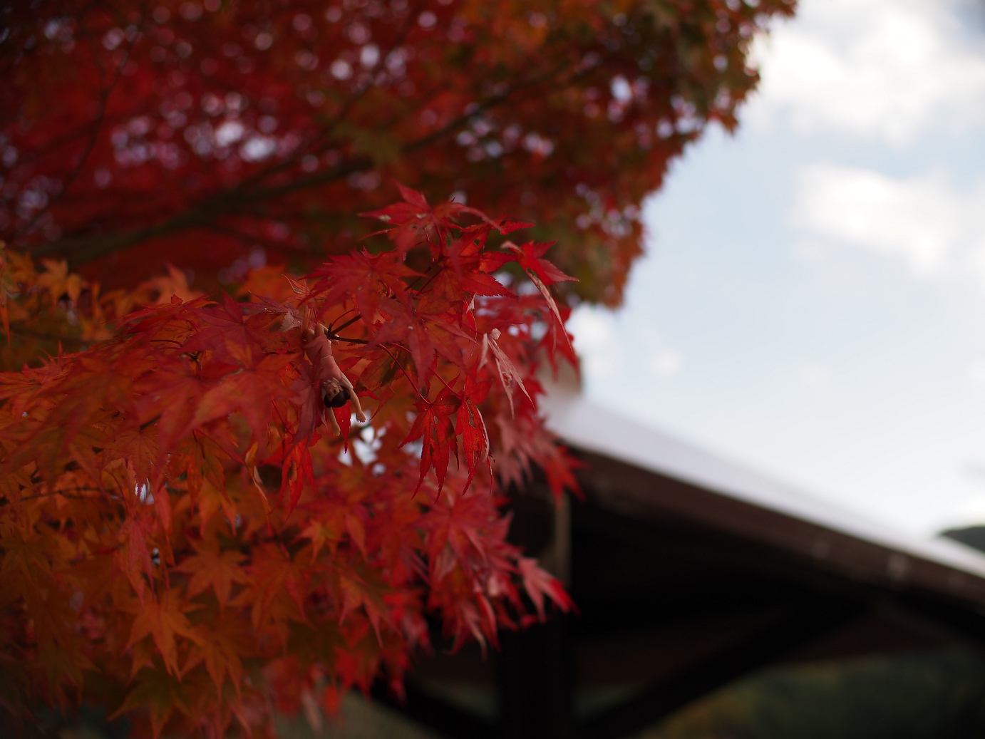 PB11080245.jpg