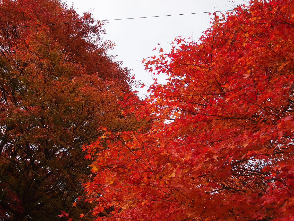 PB11080396.jpg