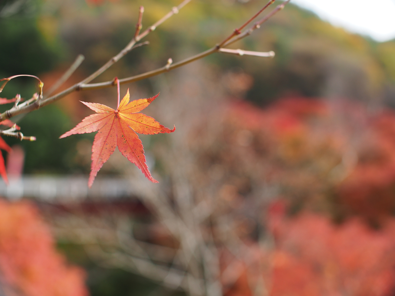 PB11080429.jpg
