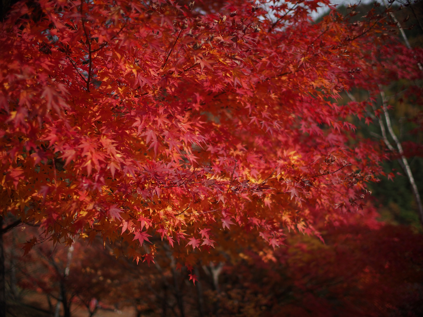 PB11080440.jpg