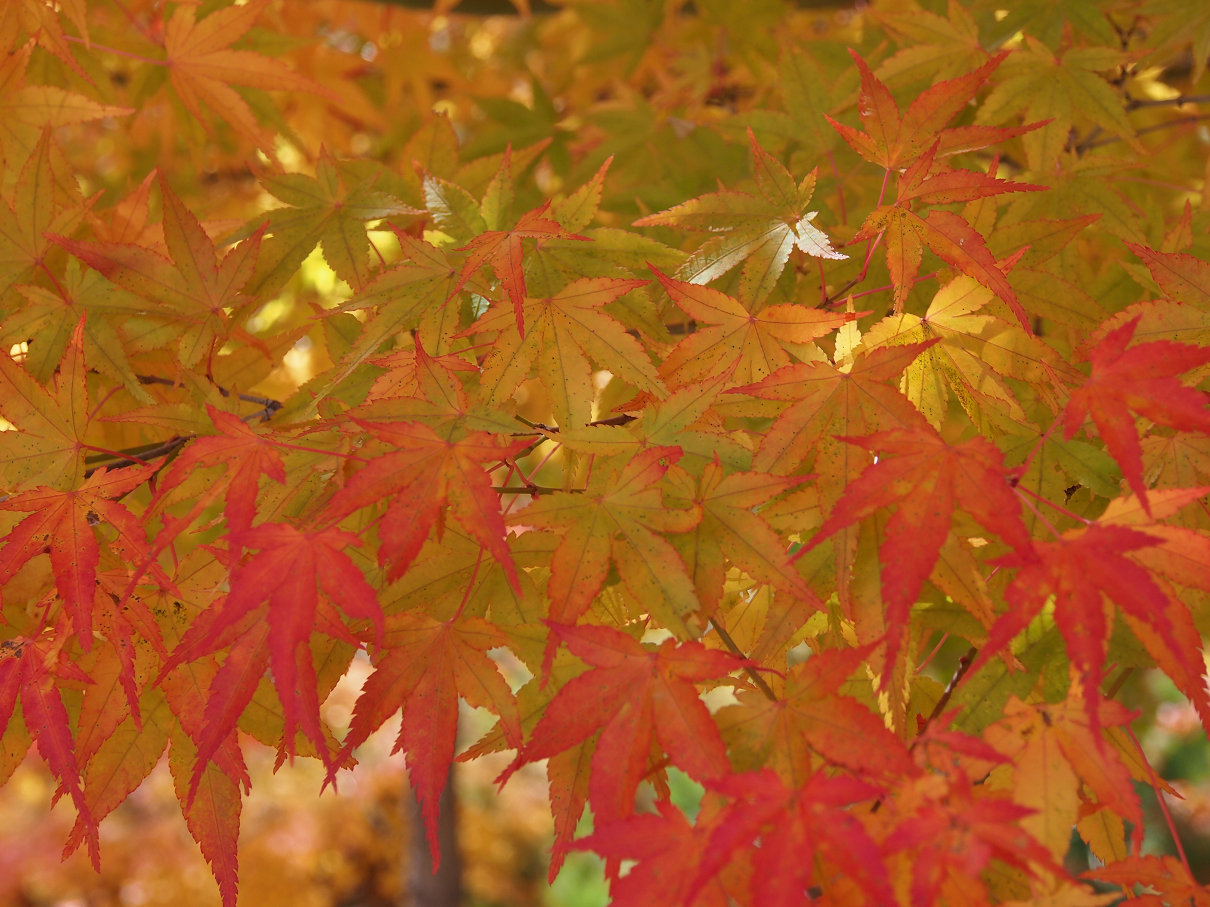 PB11080463.jpg