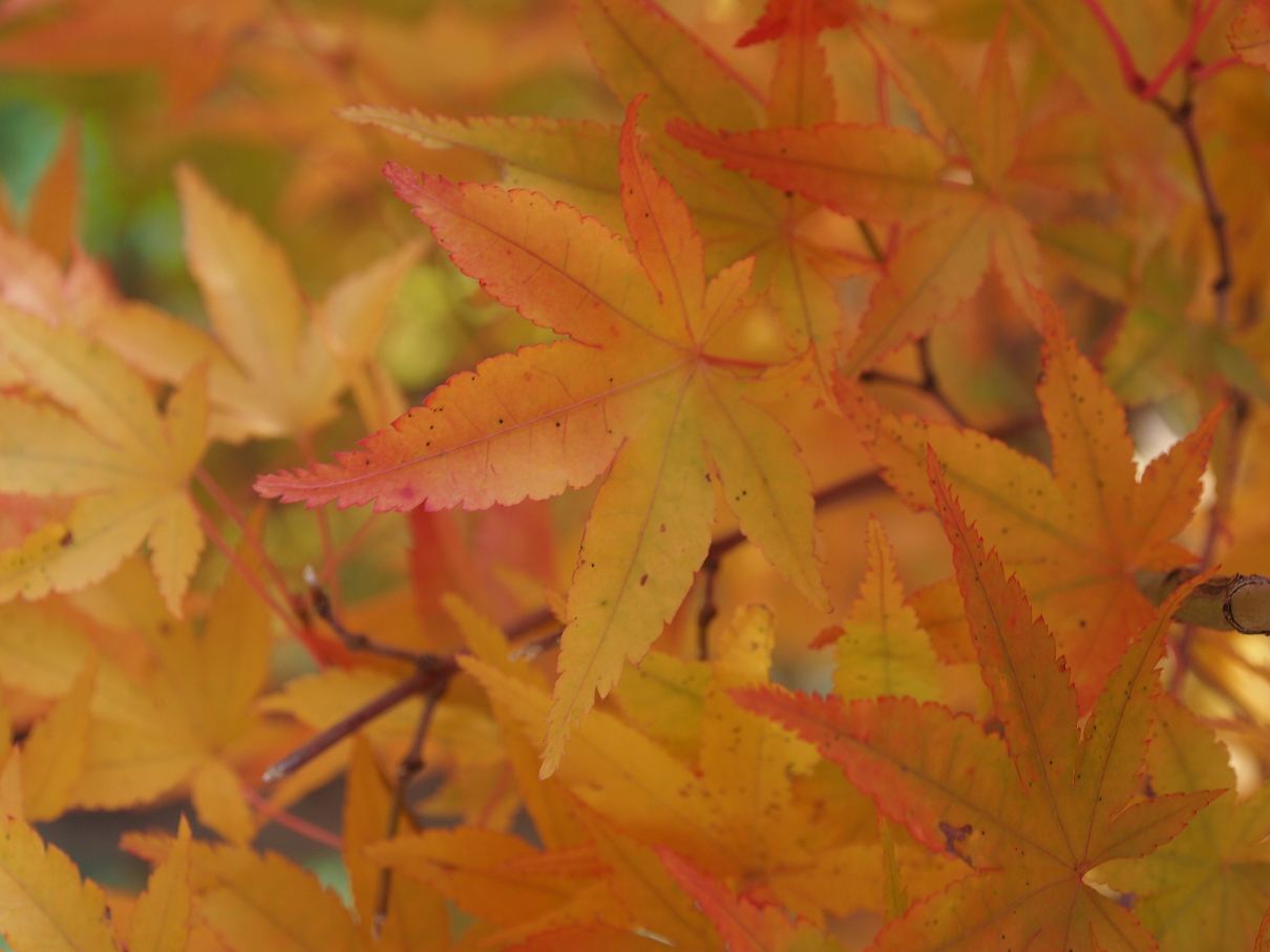 PB11080466.jpg