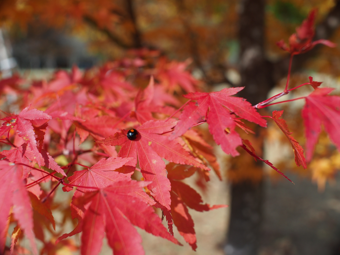 PB11080467.jpg