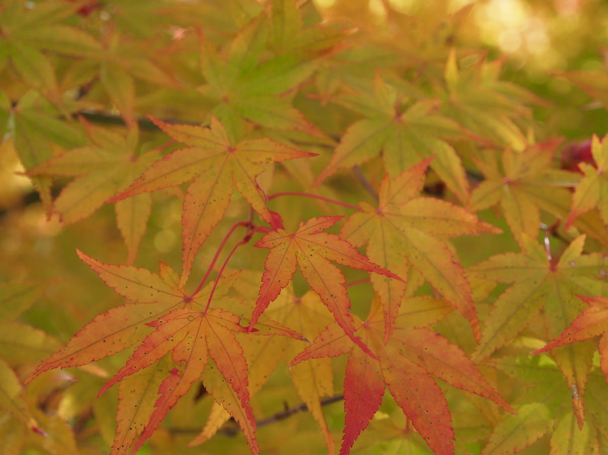 PB11080468.jpg