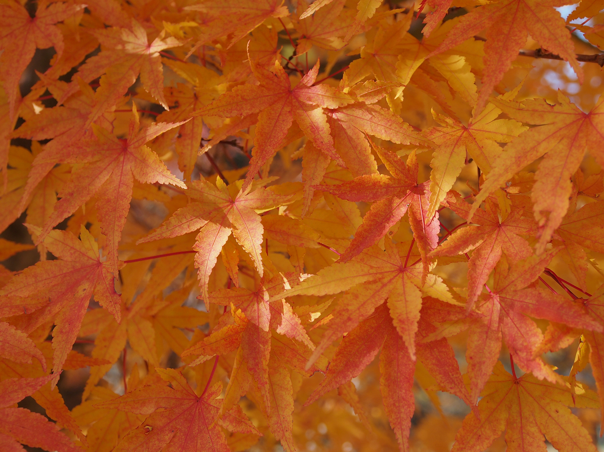 PB11080472.jpg