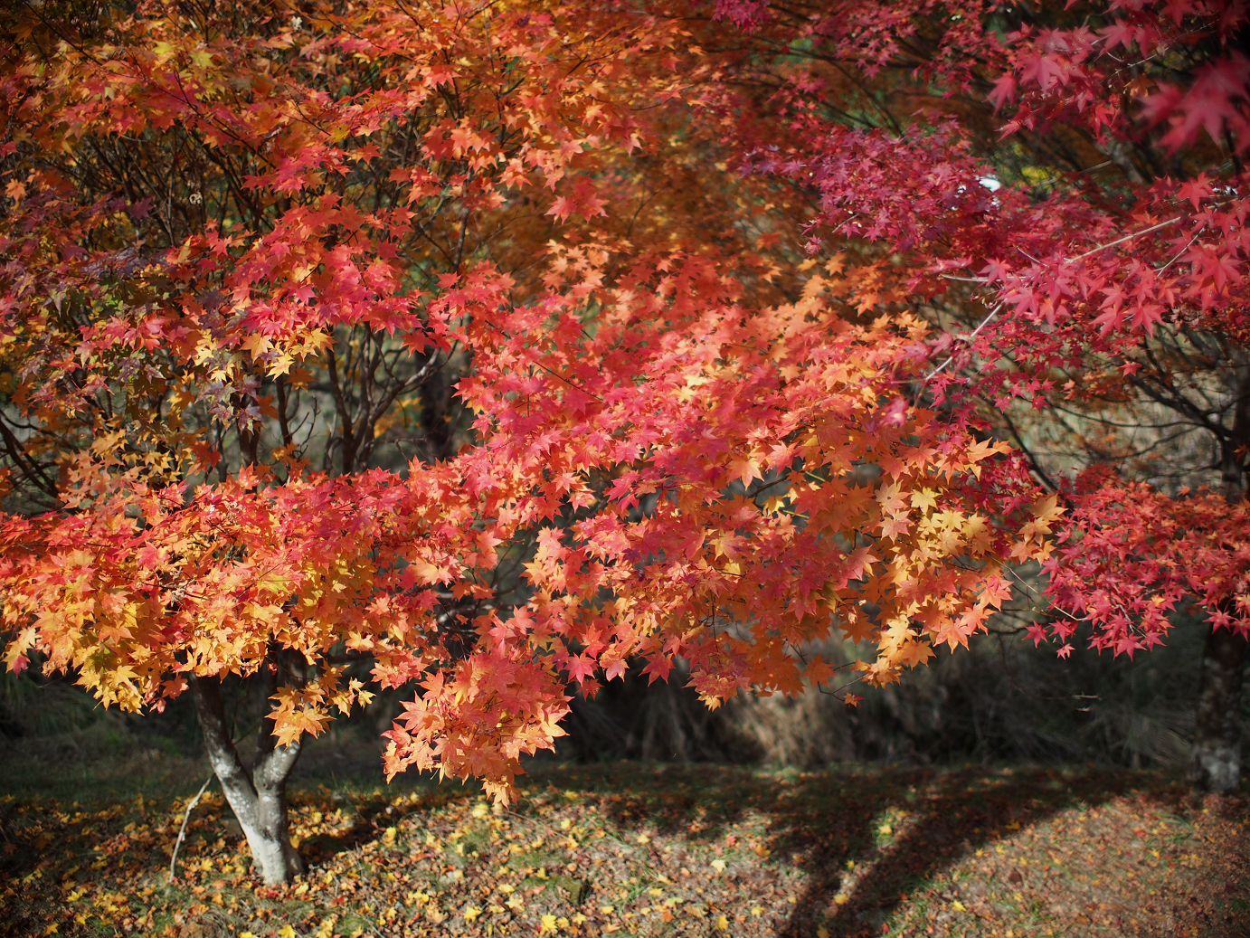 PB11080511.jpg