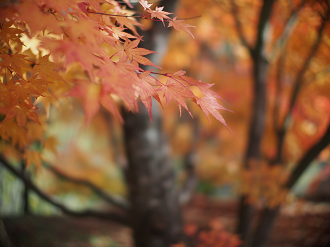 PB11080514_thumb.png