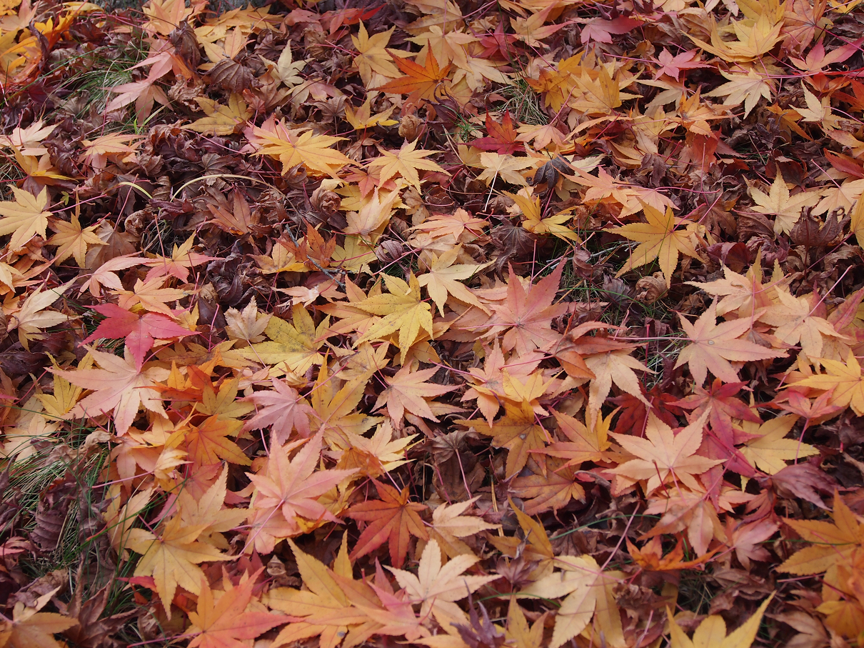 PB11080539.jpg