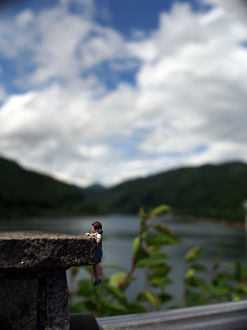 P6220345_thumb.png