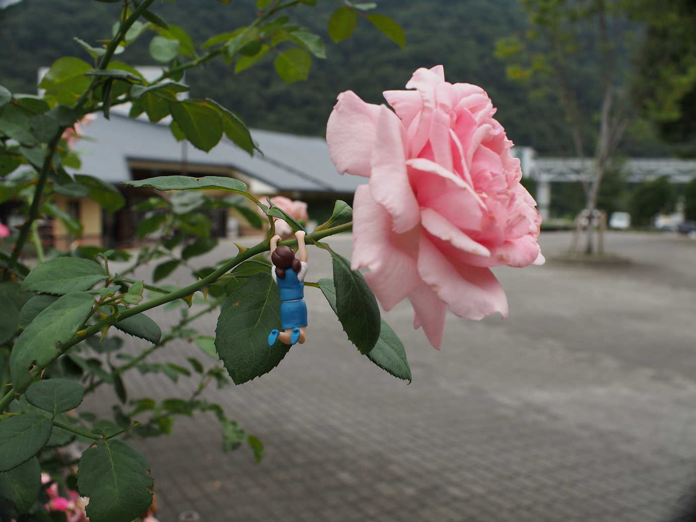P7270020.jpg