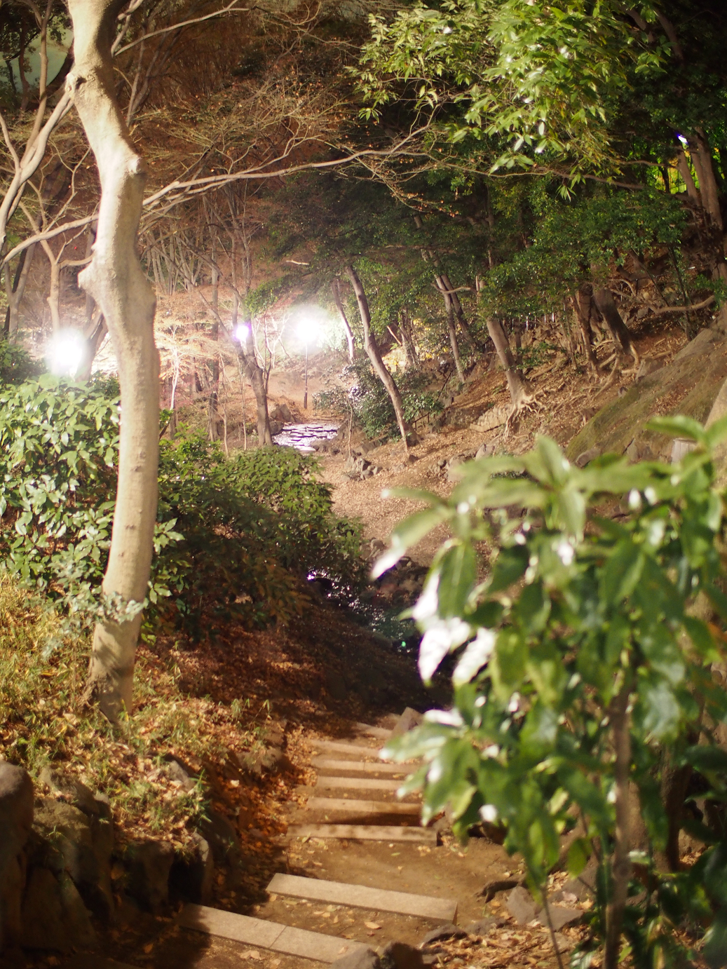 P1070535.jpg
