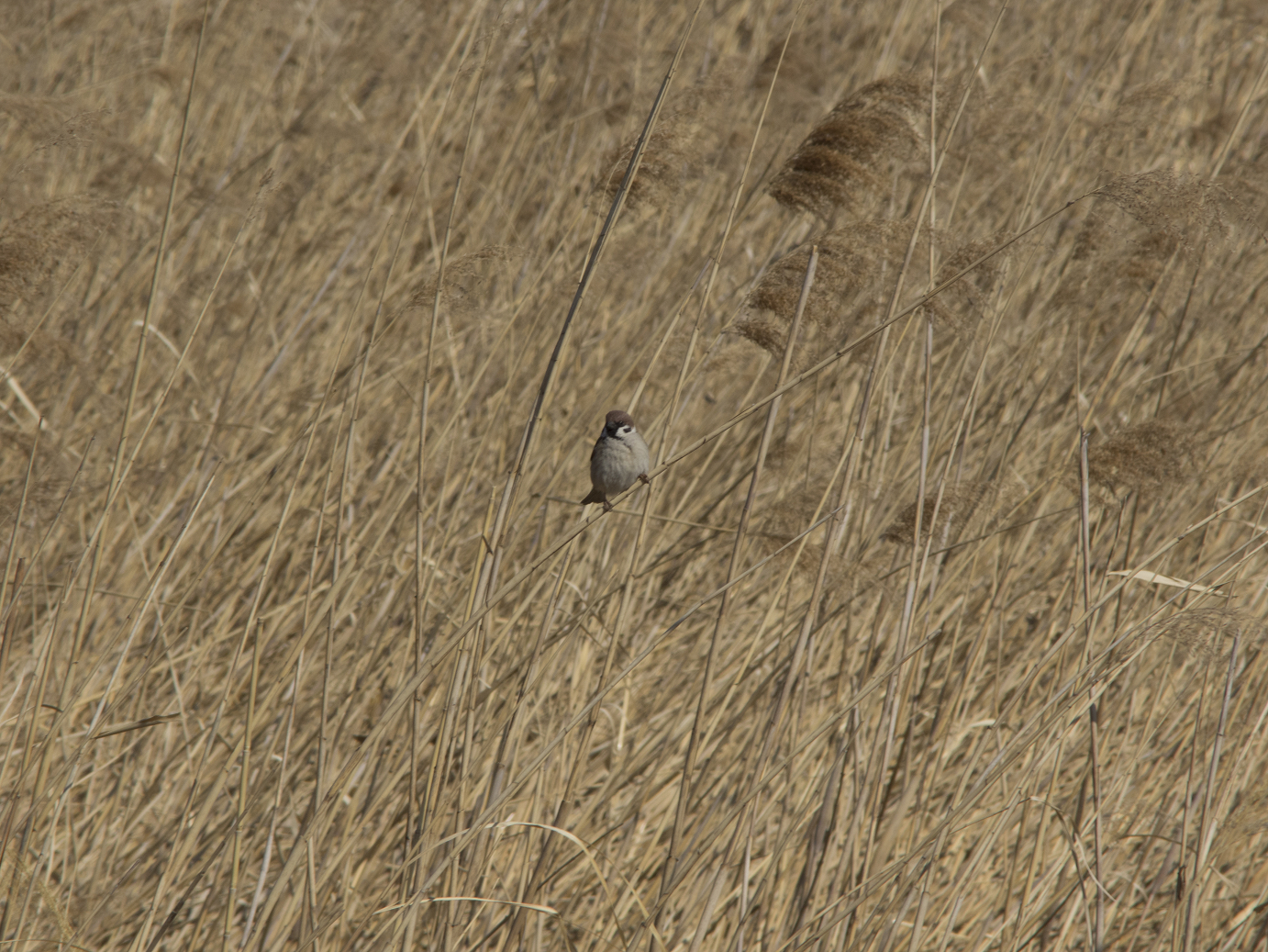 P2230004-.jpg