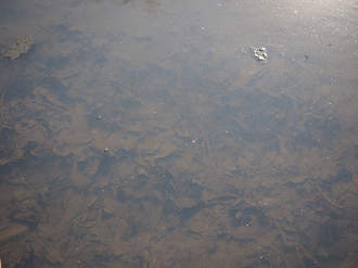 P3160301_thumb.png