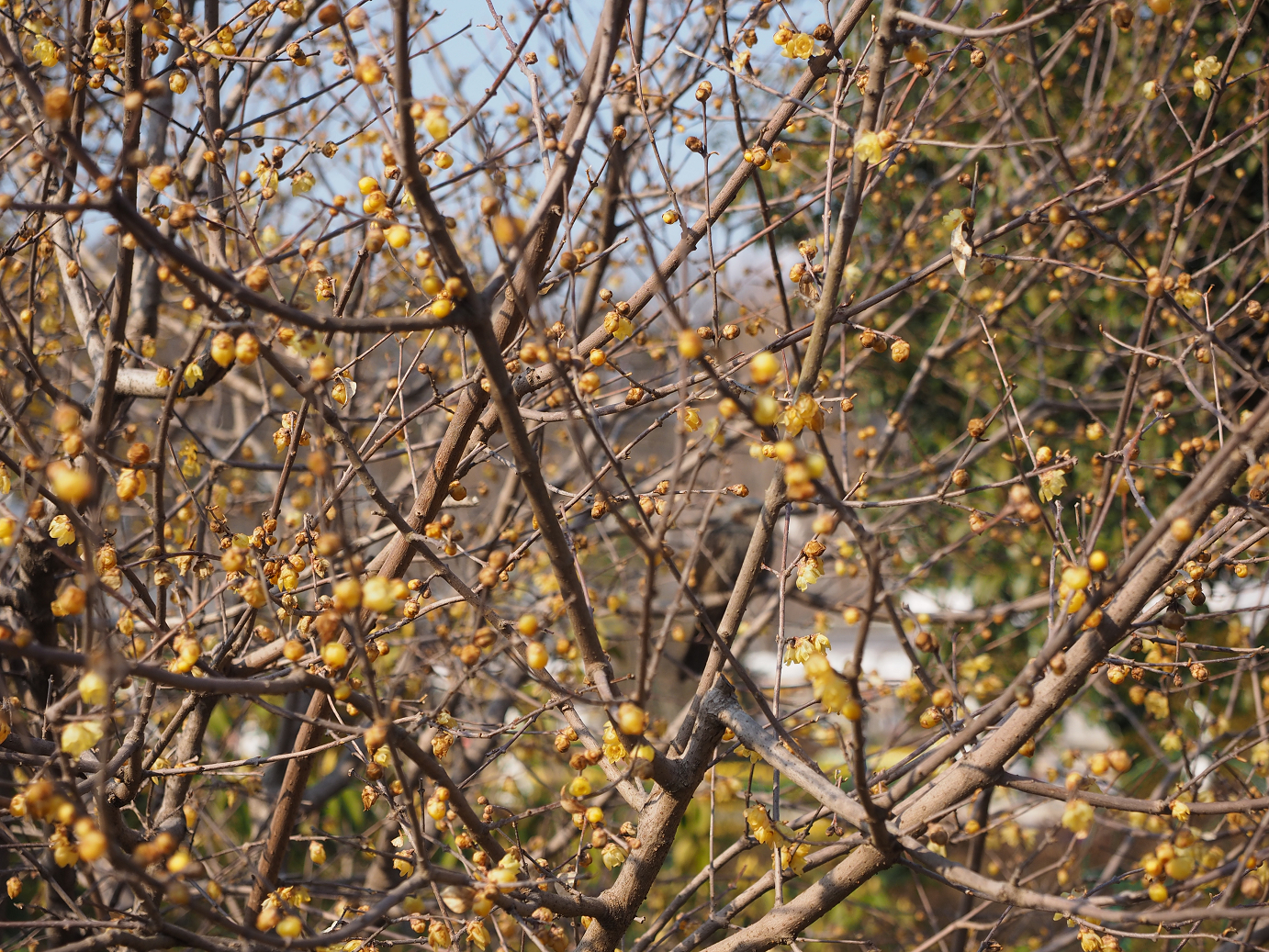 P3160385.jpg