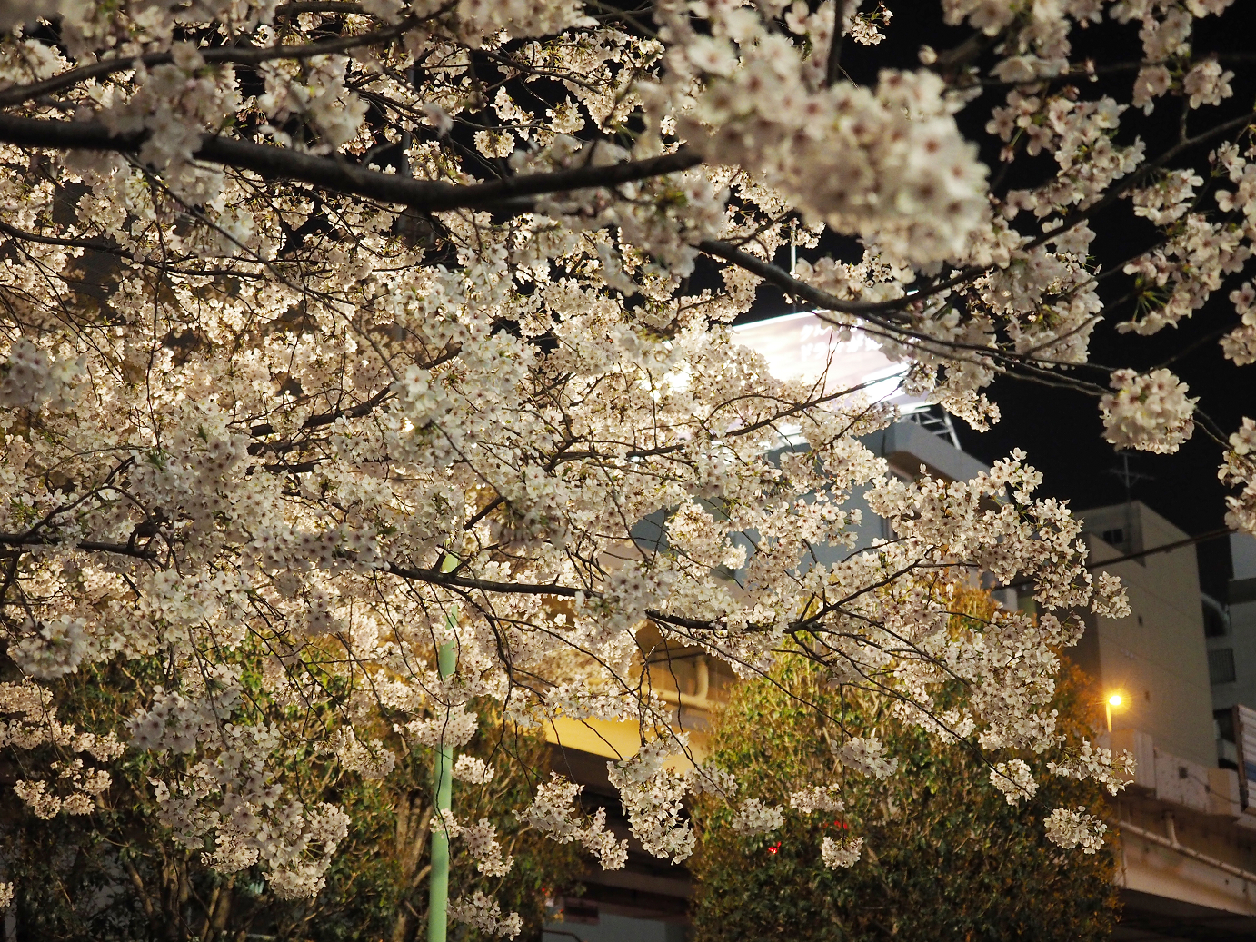 P4010083.jpg