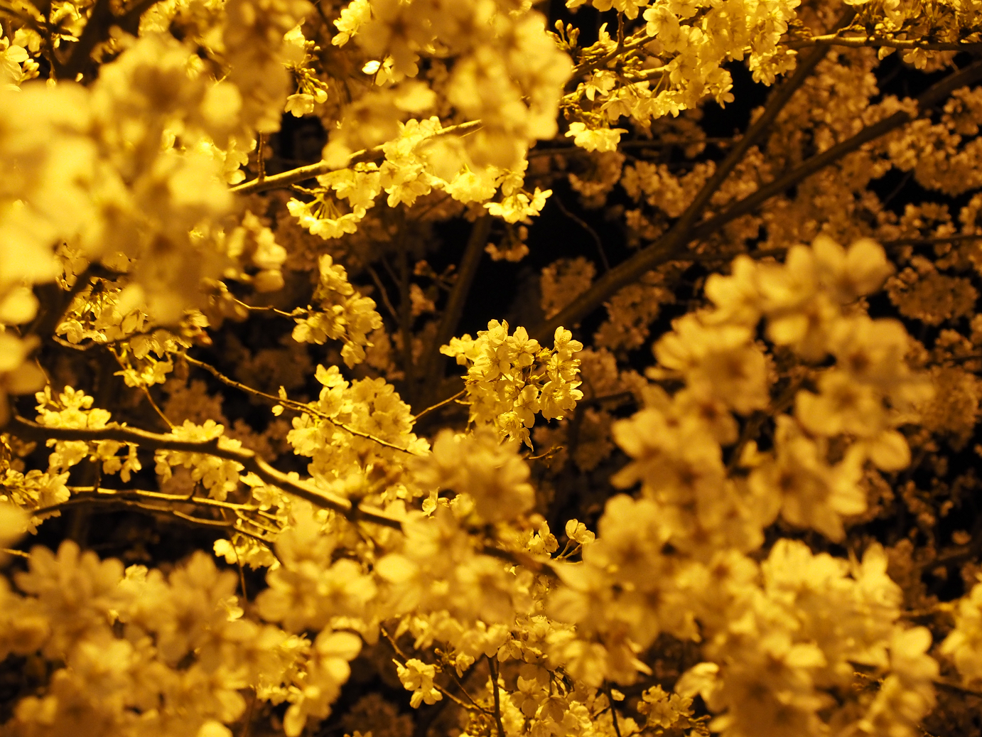 P4020149.jpg
