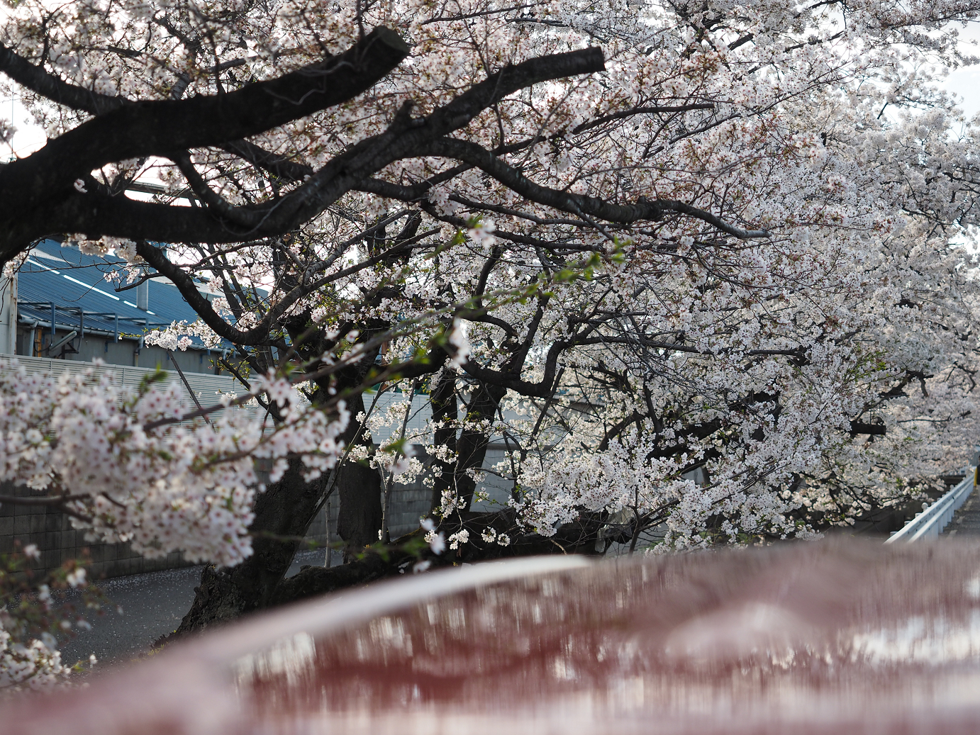 P4050164.jpg