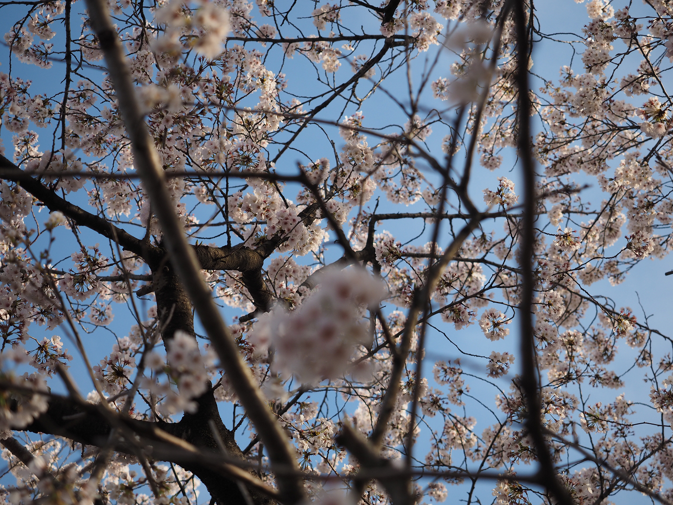 P4050179.jpg