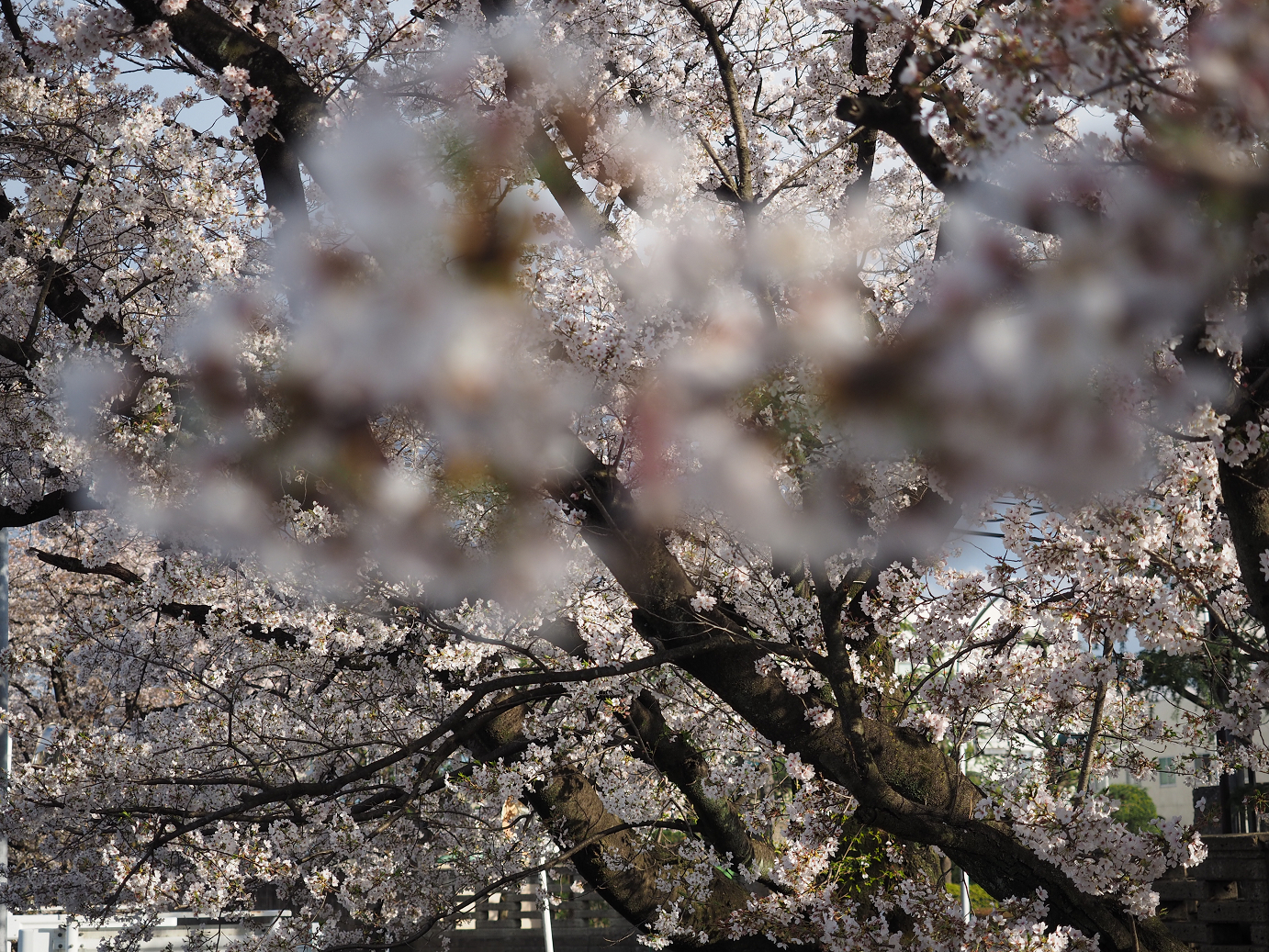 P4050188.jpg
