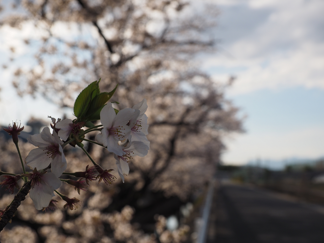 P4050214.jpg