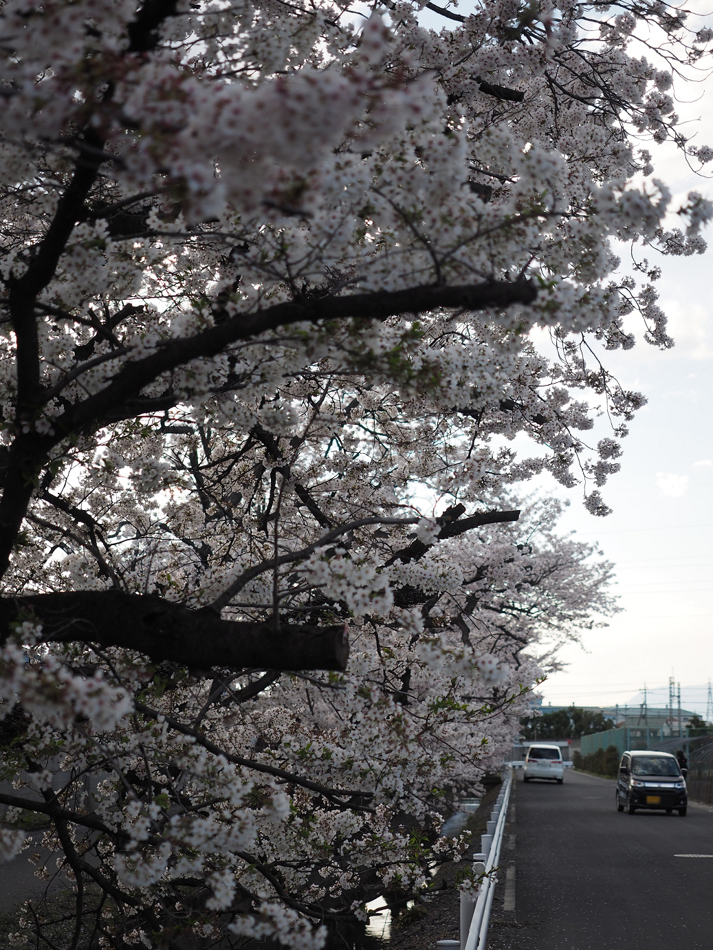 P4050251.jpg