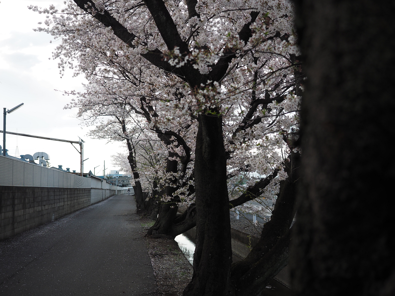 P4050280.jpg