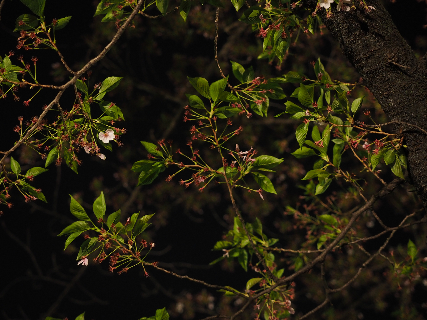 P4131024.jpg