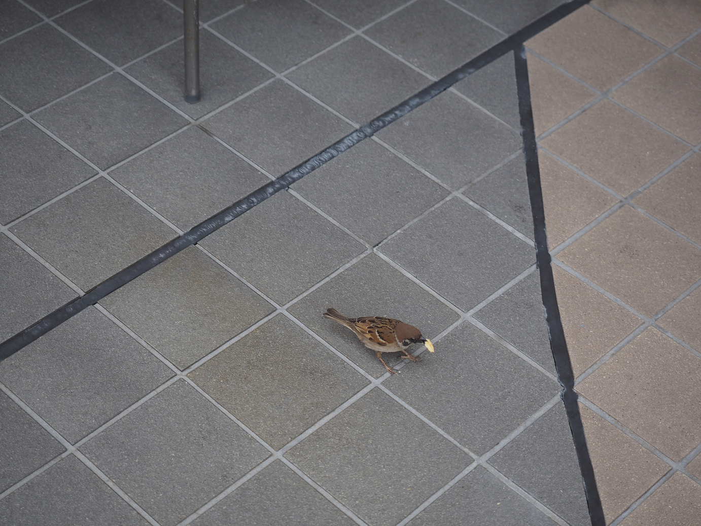 P4131090.jpg