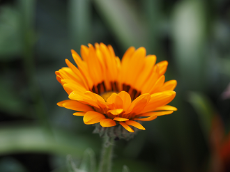 P4131180_thumb.png
