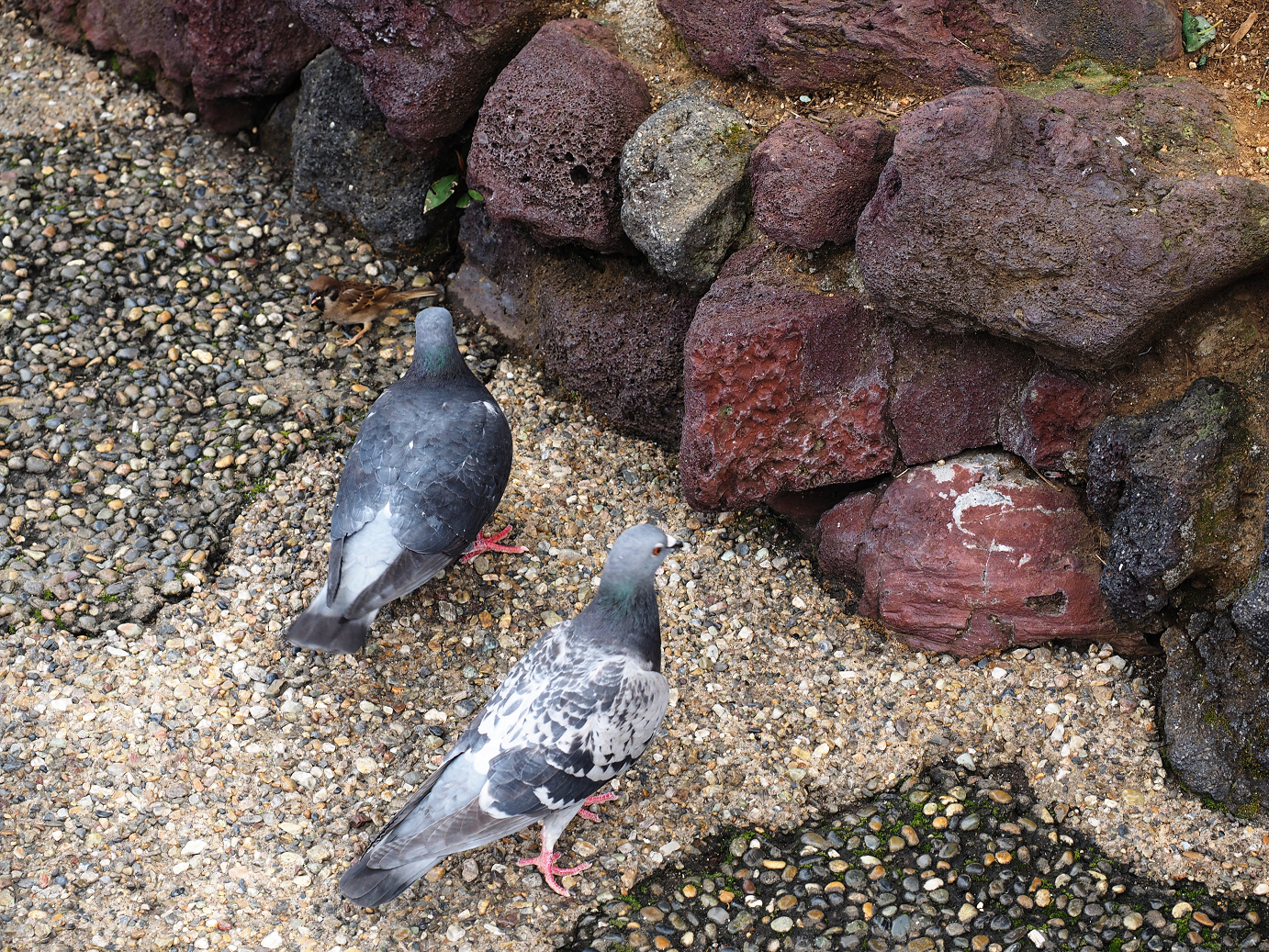 P4131184.jpg