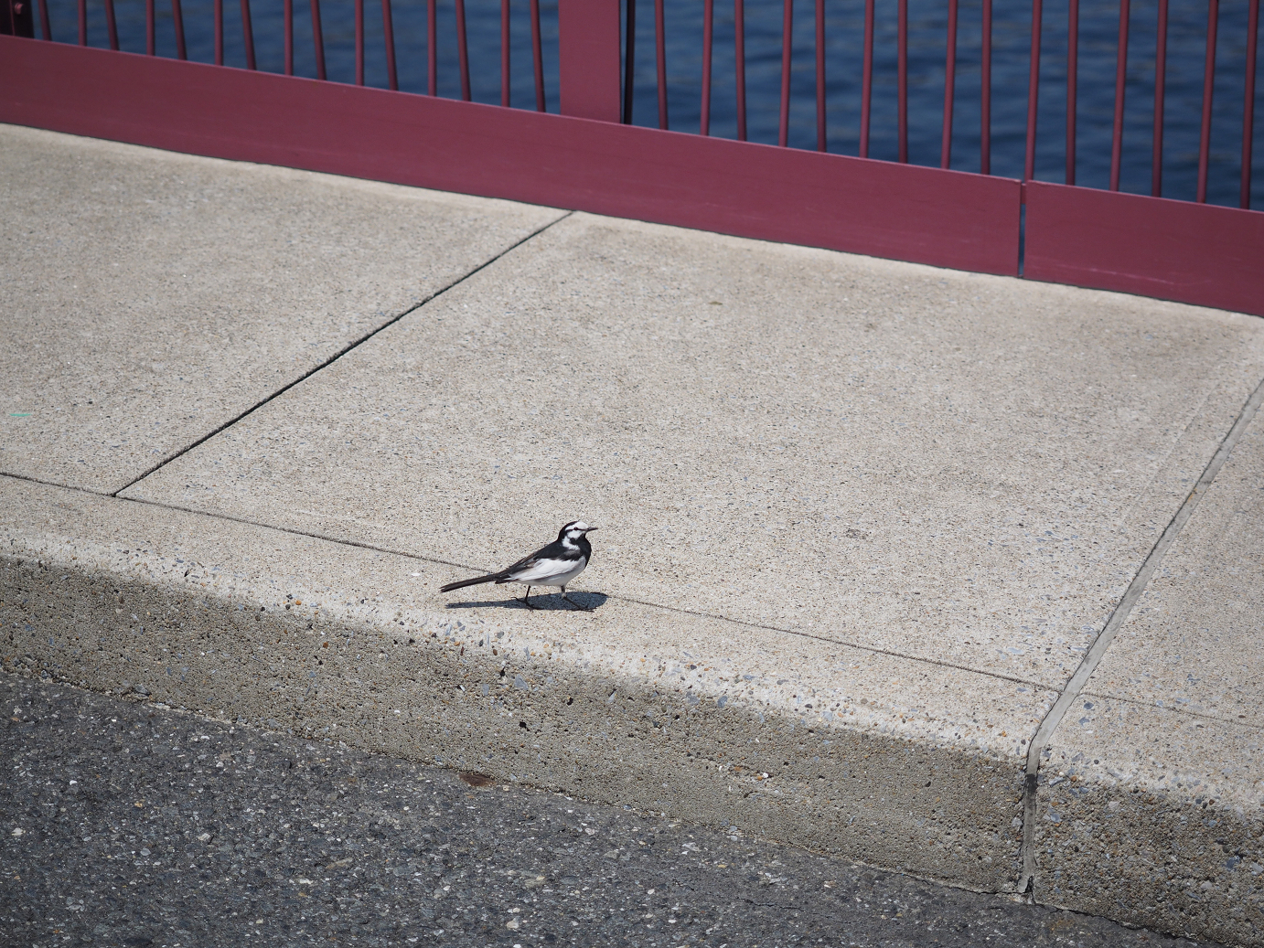 P4140217.jpg
